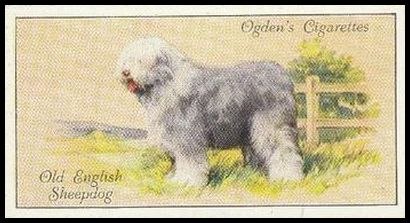 29 Old English Sheepdog